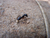 ant