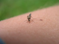 Mosquito
