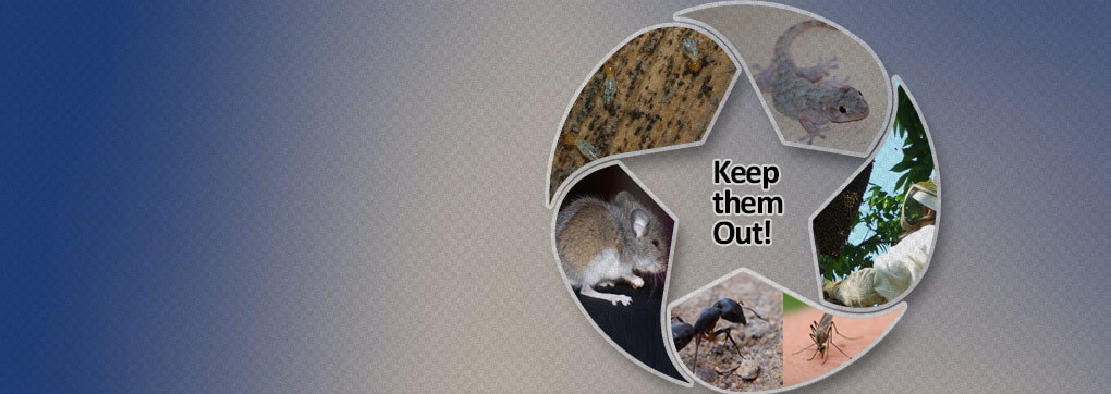 We Care Pest Control - pest-problems