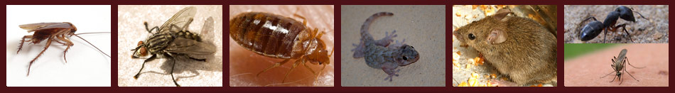Wecare pest control